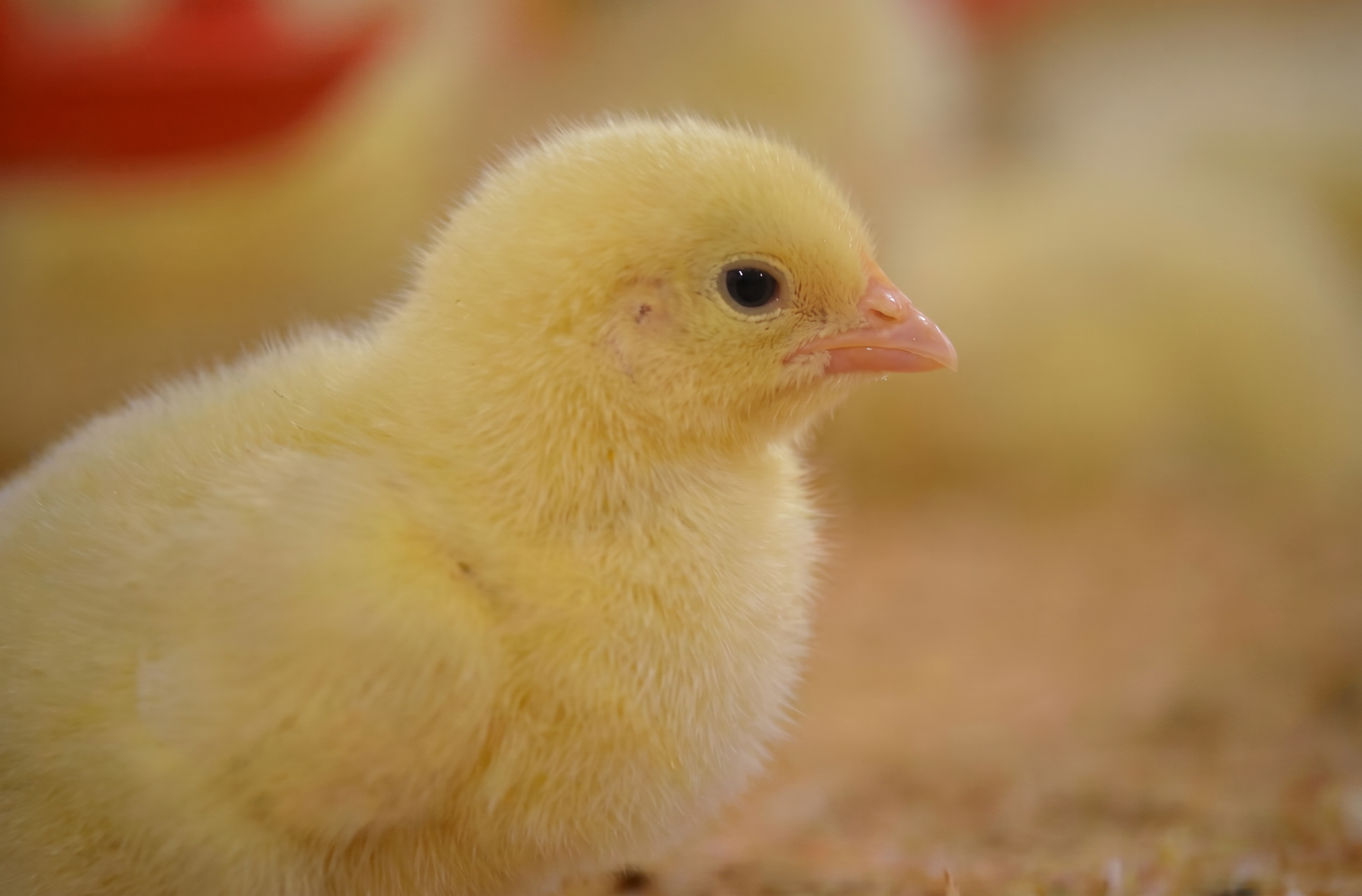 Fresh day-old chicks